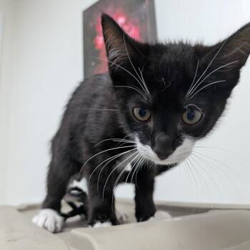 Mickey -  Domestic Short Hair Cat for Adoption in Lakewood, California - Mickey | PetCurious