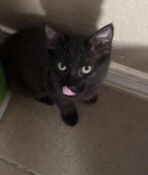 Jirah -  Domestic Short Hair Cat for Adoption in Chandler, Arizona - Jirah | PetCurious