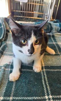 Kit -  Domestic Short Hair Cat for Adoption in Sidney, Ohio - Kit | PetCurious