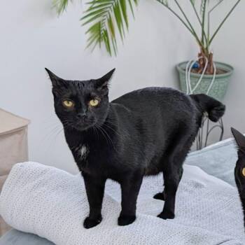 Turnip -  Domestic Short Hair Cat for Adoption in New Orleans, Louisiana - Turnip | PetCurious