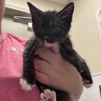 Domestic Short Hair Cats Available for Adoption in Tulsa, Oklahoma - Slinky | PetCurious