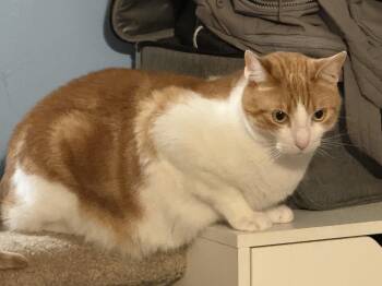 Flynn -  American Shorthair Cat for Adoption in Nashville, Tennessee - Flynn | PetCurious