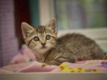 Tabby Cats Available for Adoption in Santa Barbara, California - Princess Buttercup | PetCurious