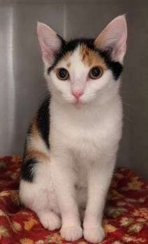 Patches -  Domestic Short Hair Cat for Adoption in Columbia, Tennessee - Patches | PetCurious
