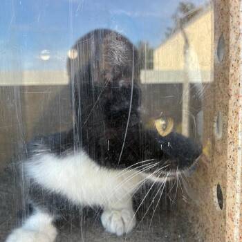 Sheila -  Domestic Short Hair Cat for Adoption in Philadelphia, Pennsylvania - Sheila | PetCurious