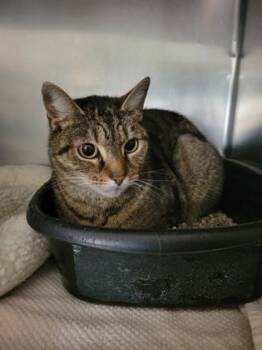 Rescue Domestic Short Hair Cats for Adoption in Annapolis, Maryland - Petunia | PetCurious