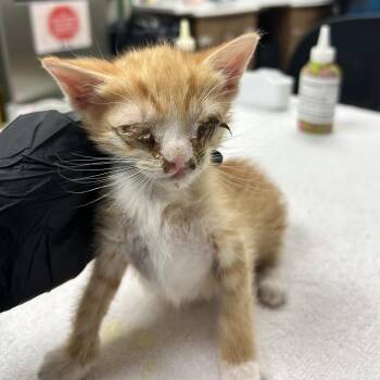 Bering -  Domestic Short Hair Cat for Adoption in Reno, Nevada - Bering | PetCurious