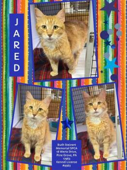 Rescue Domestic Medium Hair Cats for Adoption in Pine Grove, Pennsylvania - Jared | PetCurious