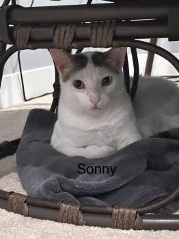 Sonny -  Domestic Short Hair Cat for Adoption in Ruther Glen, Virginia - Sonny | PetCurious
