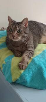 Domestic Short Hair Cats Available for Adoption in Provincetown, Massachusetts - Minerva | PetCurious