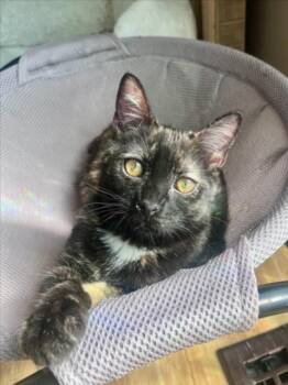 Domestic Short Hair Cats Available for Adoption - LOVALEEN | PetCurious