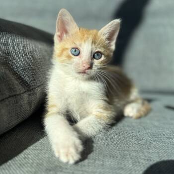 Rescue Domestic Short Hair Cats for Adoption in Austin, Texas - Xumi 28 | PetCurious