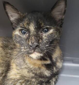 Sf- 4 Miracle -  Domestic Short Hair Cat for Adoption in Lawrenceville, Georgia - Sf- 4 Miracle | PetCurious