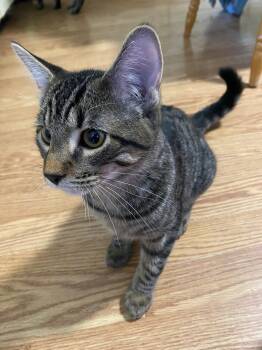 Rescue Tabby Cats for Adoption in Delhi, Ontario - ICABOD | PetCurious
