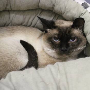 Billie Jean -  Siamese Cat for Adoption in Weaverville, California - Billie Jean | PetCurious