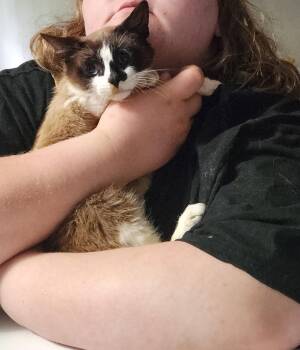 Amelia -  Snowshoe Cat for Adoption in Mount Pleasant, Texas - Amelia | PetCurious