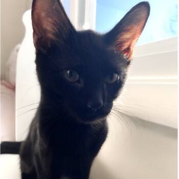 Rescue Domestic Short Hair Cats for Adoption in Wheeling, Illinois - George | PetCurious