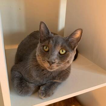 Rescue Domestic Short Hair Cats for Adoption in Buffalo, New York - Ava & Allie | PetCurious