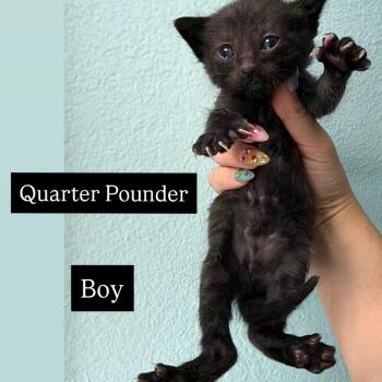 Quarter 54178 -  Domestic Short Hair Cat for Adoption in Las Vegas, Nevada - Quarter 54178 | PetCurious