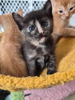 Larry -  Tortoiseshell Cat for Adoption in Tampa, Florida - Larry | PetCurious