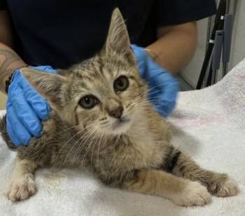 Lily -  Domestic Short Hair Cat for Adoption in Honolulu, Hawaii - Lily | PetCurious