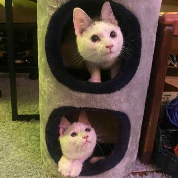 Rescue Siamese and Domestic Short Hair Cats for Adoption in Eaton Rapids, Michigan - Timbit & Croissant Bonded Pair | PetCurious