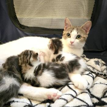 Miss Kitty -  Domestic Short Hair Cat for Adoption in Spring Hill, Kansas - Miss Kitty | PetCurious
