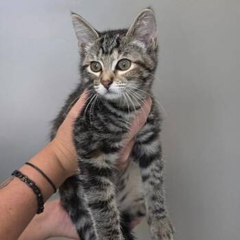 Tory -  Domestic Short Hair Cat for Adoption in Sand Springs, Oklahoma - Tory | PetCurious