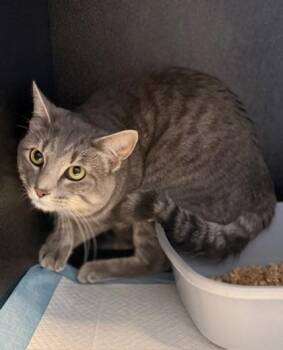 Rescue Domestic Short Hair Cats for Adoption in WDM, Iowa - Garth | PetCurious