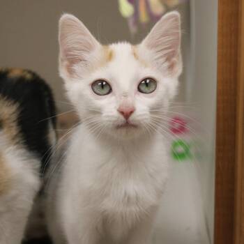 Jasper -  Domestic Short Hair Cat for Adoption in Champaign, Illinois - Jasper | PetCurious