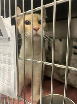 Spielzeug -  Domestic Short Hair Cat for Adoption in Montreal, Quebec - Spielzeug | PetCurious