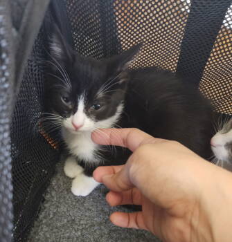 Rescue Domestic Short Hair and Tuxedo Cats for Adoption in Glendale, Arizona - Beatrice | PetCurious