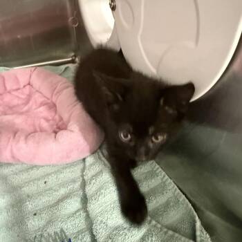 Morticia -  Domestic Short Hair Cat for Adoption in Richmond Hill, Georgia - Morticia | PetCurious