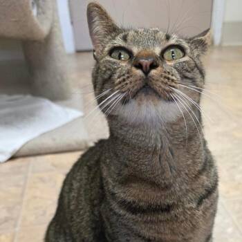 Dex -  Domestic Short Hair Cat for Adoption in Dillsburg, Pennsylvania - Dex | PetCurious