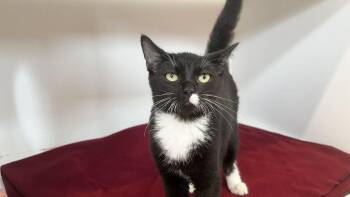Winnebago -  Domestic Short Hair Cat for Adoption in Chestertown, Maryland - Winnebago | PetCurious