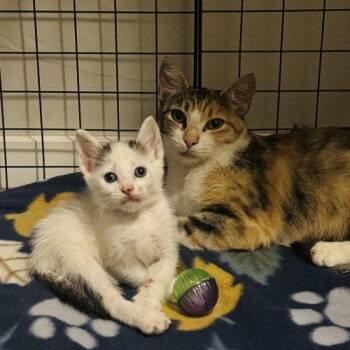 Bonnie -  Calico Cat for Adoption in Edmond, Oklahoma - Bonnie | PetCurious