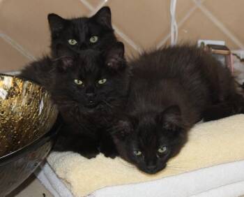 Domestic Long Hair Cats Available for Adoption - Meridian | PetCurious