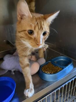 Clint (TAS) -  Domestic Short Hair Cat for Adoption in Trenton, New Jersey - Clint (TAS) | PetCurious