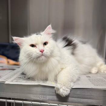 Mister Moo -  Domestic Medium Hair Cat Available for Adoption in Hendersonville, North Carolina - Mister Moo | PetCurious