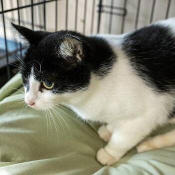 Rescue Domestic Short Hair Cats for Adoption in Lapeer, Michigan - Gert | PetCurious