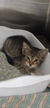 Celery -  Domestic Short Hair Cat for Adoption in Athens, Tennessee - Celery | PetCurious