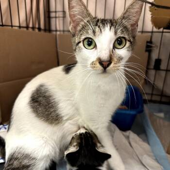Domestic Short Hair Cats Available for Adoption in Long Beach, California - Mazey | PetCurious