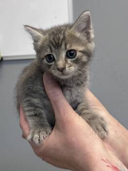 Ditto -  Domestic Short Hair Cat for Adoption in Dyersburg, Tennessee - Ditto | PetCurious