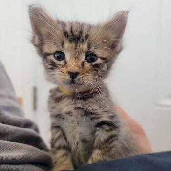 Mimosa in Street MD -  Domestic Short Hair Cat for Adoption - Mimosa In Street MD | PetCurious