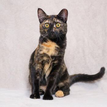 Bella -  Domestic Short Hair Cat for Adoption in Sunnyvale, California - Bella | PetCurious