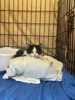 Rescue Domestic Short Hair Cats for Adoption in Pomona, New York - Angelfish | PetCurious