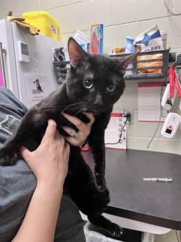 CLOVER -  Domestic Short Hair Cat for Adoption in Minneapolis, Minnesota - CLOVER | PetCurious