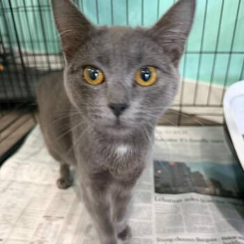 Margot -  Domestic Short Hair Cat for Adoption in Silver Spring, Maryland - Margot | PetCurious