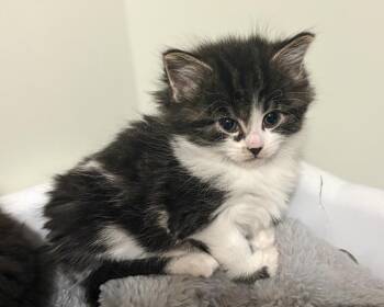 Rainbow -  Domestic Medium Hair Cat for Adoption in Calgary, Alberta - Rainbow | PetCurious