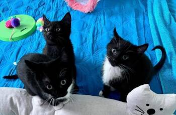 Domestic Short Hair Cats Available for Adoption in Greenville, Delaware - Maxton (m), Maxkenzie (f), Lil